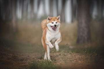 A young red akita inu with a fluffy tail running through the burnt-out yellow grass against a background of pine trees and a blue sky. Paws in the air
