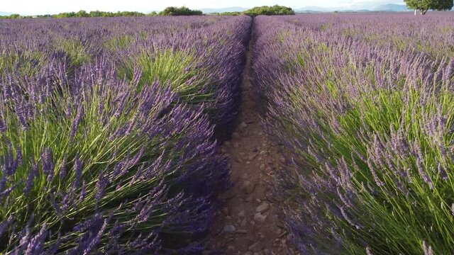 Lavender field agriculture cultivation aerial view in Plateau de Valensole, Provence France