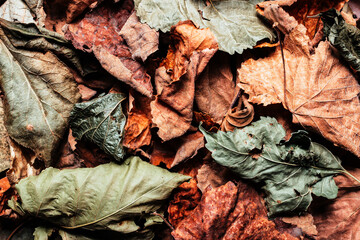 Texture backdrop photo of various colored dried leafs.