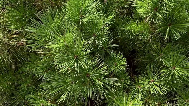 The camera flies around the shaggy fresh branches of pine-tree