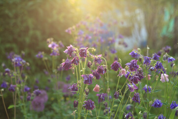 Beautiful garden flowers in the sun.