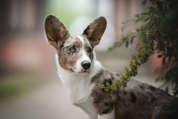 Close-up portrait of a serious marbled welsh corgi cardigan puppy with multi-colored eyes against the backdrop of a colorful cityscape. Looking to the side