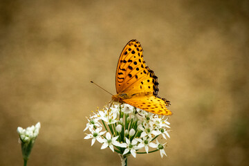 butterfly on flower