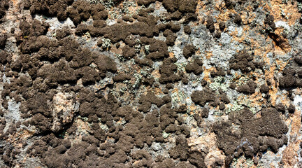 Stone mold texture backdrop photo.