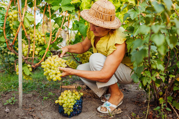 Senior farmer picking crop of grapes on ecological farm. Woman cutting green table grapes with pruner