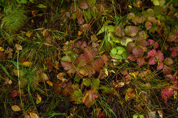 Colors of autumn. Colorful leaves and herbs in early autumn.