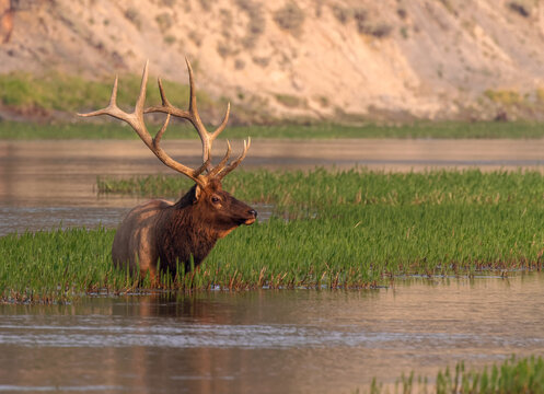 A bull elk cools off in the Yellowstone River in Yellowstone National Park