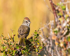 A green-tailed towhee in its natural environment in Wyoming.