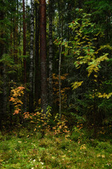 Colors of autumn. Colorful leaves and herbs in early autumn.