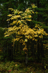 Obraz premium Colors of autumn. Colorful leaves and herbs in early autumn.