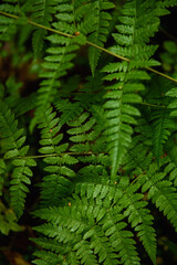 Fern leaves close-up in the taiga forest