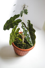 Alocasia Pseudo Sanderiana or Indonesian Local Alocasia Amazonica Sanderiana in red pots isolated on white background with clipping path stock photo. Exotic tropical leaf.