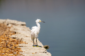 Snowy egret (Egretta thula) is standing near the lake.