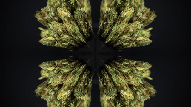 Abstract spherical pattern of marijuana buds