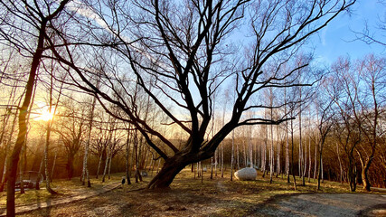  park jesienią © Marcin