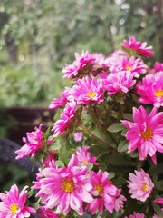 Obraz premium pink flowers in the garden