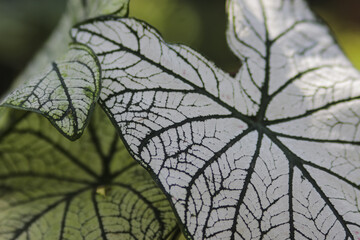 Obraz premium Close up view of Caladium houseplant with large white leaves and green veins in the garden. Caladium Candidum, White Christmas, Keladi Putih. Tropical Houseplant Gardening Stock Images.