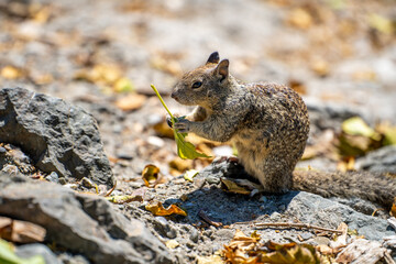 California ground squirrel (Spermophilus beecheyi) holding a leaf in its paws. 