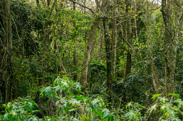 Wild ambient
