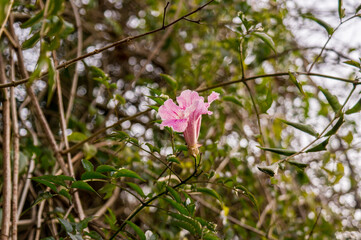 Fototapeta premium Pink flower
