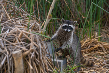 A cute raccoon standing on its hind legs, Fremont Central Park. 