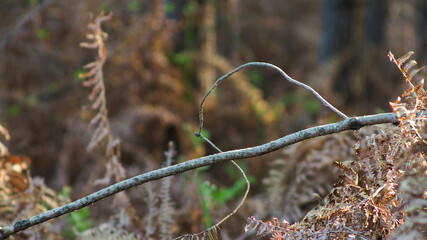 Forêt des Landes de Gascogne, avec ses nombreuses rangées de pins et sa flore variée