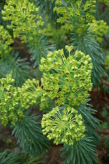 LECHETREZZNA DEL MEDITERRÁNEO (EUPHORBIA CHARACIAS). PLANTA CON PEQUEÑAS FLORES. COLOR VERDE.