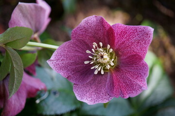 ELÉBORO NEGRO DE HIPÓCRATES (HELLEBORUS ORIENTALIS). © MAVIC