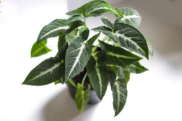 Keladi wedlandi, Caladium houseplant on white background. Close-up view of caladium leaves. houseplant for home decor.