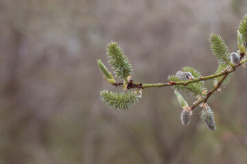 Blooming pussy-willow branch.