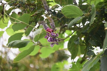 Kudzu flowers. Fabaceae perennial vine. The roots are edible and medicinal.