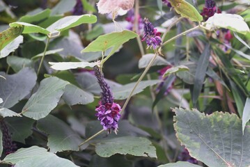 Kudzu flowers. Fabaceae perennial vine. The roots are edible and medicinal.