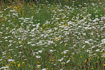 Ox eye daisy flowers in a meadow - obrazy, fototapety, plakaty