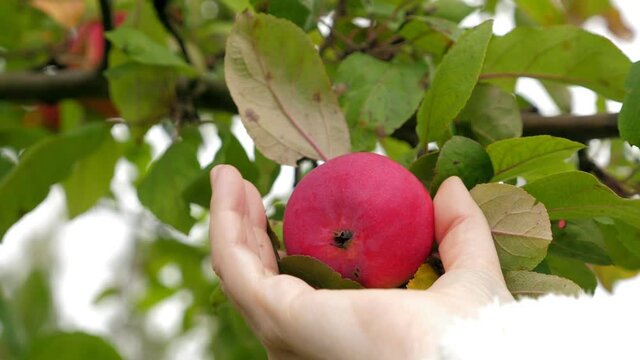 Woman picking up apple growing on tree in the garden, closeup
