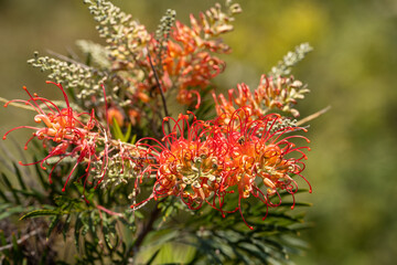 Close up of Grevillea flower. 