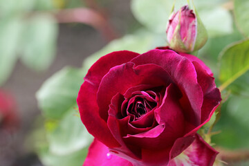 Red rose flower in close up