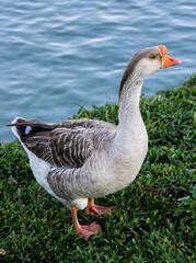 Ducks