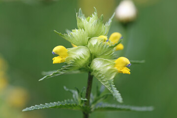 Yellow rattle flowers in close up - obrazy, fototapety, plakaty