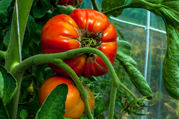 delicious and red tomatoes natural