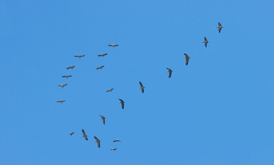 Obraz premium Flight of cranes in the sky.