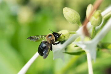 bee on a flower