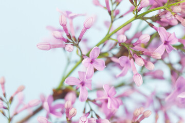 close-up of small fresh flowers of lilac of purple color, natural spring background on a pastel blue background.