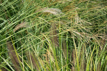 close up of grass