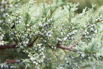 evergreen branches with 