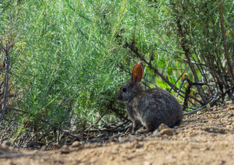 rabbit in the woods