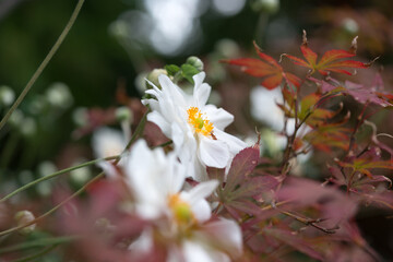 white double Anemones in a garden growing near a ornamental maple 