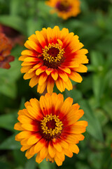 bicolored orange zinnia (heliantheae, asteraceae) on a leafy green background