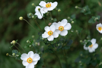 white double Anemones in a garden growing near a ornamental maple 