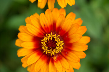 bicolored orange zinnia (heliantheae, asteraceae) on a leafy green background