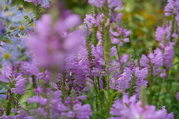 Physostegia virginiana